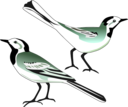 White Wagtail