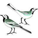 download White Wagtail clipart image with 0 hue color
