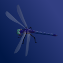 Blue Dragonfly