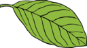 Oval Leaf