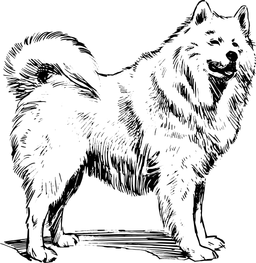 Samoyed