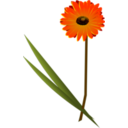 download Flowers Gerbera clipart image with 0 hue color