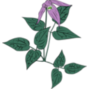 download Clematis Occidentalis clipart image with 45 hue color