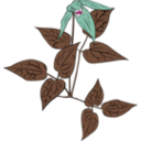 download Clematis Occidentalis clipart image with 270 hue color