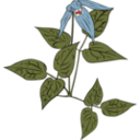 download Clematis Occidentalis clipart image with 315 hue color