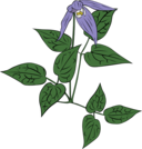 Clematis Occidentalis