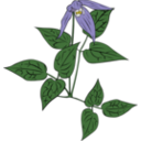 download Clematis Occidentalis clipart image with 0 hue color