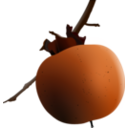 download Ripe Persimmon clipart image with 0 hue color