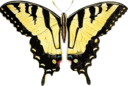 Papilio Glaucus