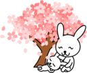 Cherry Blossoms Rabbit