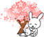 Cherry Blossoms Rabbit