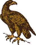 Golden Eagle