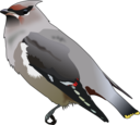 Bohemian Waxwing