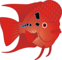 Flowerhorn Fish 2