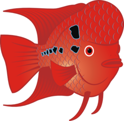 Flowerhorn Fish 2