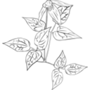 download Clematis Occidentalis clipart image with 225 hue color