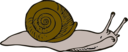 Snail