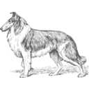 download Collie 2 Grayscale clipart image with 0 hue color
