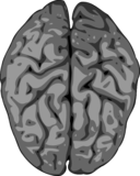 Grey Brain