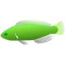 download Aquarium Fish Cirrhilabrus Jordani clipart image with 90 hue color