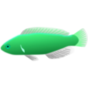 download Aquarium Fish Cirrhilabrus Jordani clipart image with 135 hue color
