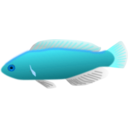 download Aquarium Fish Cirrhilabrus Jordani clipart image with 180 hue color