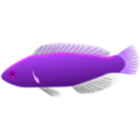 download Aquarium Fish Cirrhilabrus Jordani clipart image with 270 hue color