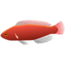 download Aquarium Fish Cirrhilabrus Jordani clipart image with 0 hue color