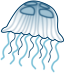 Jellyfish