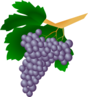 Grapes Raisin