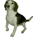 download Beagle Medium Version clipart image with 45 hue color