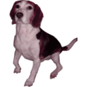 download Beagle Medium Version clipart image with 315 hue color