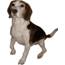 download Beagle Medium Version clipart image with 0 hue color