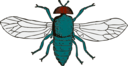 Blue Bottle Fly