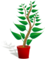 Green Tall Plant In Its Pot