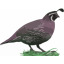 download California Quail clipart image with 90 hue color