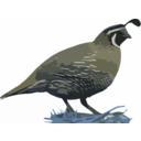 download California Quail clipart image with 180 hue color