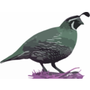 download California Quail clipart image with 270 hue color
