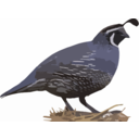 download California Quail clipart image with 0 hue color