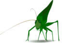 Grasshopper