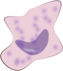 Macrophage