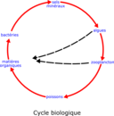 Eutrophisation Cycle