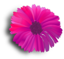 Flower Pink