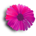 download Flower Pink clipart image with 0 hue color