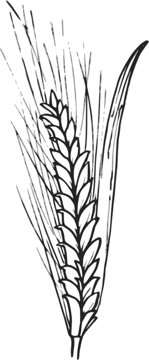 Wheat Clipart I2clipart Royalty Free Public Domain Clipart