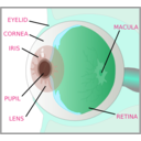 download Eye With Labels clipart image with 135 hue color