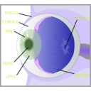 download Eye With Labels clipart image with 225 hue color