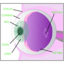 download Eye With Labels clipart image with 270 hue color