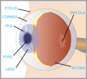 Eye With Labels