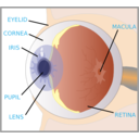 download Eye With Labels clipart image with 0 hue color